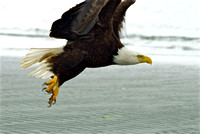 The Eagles of Parksville Bay